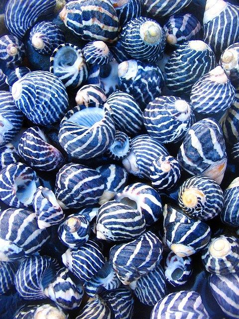 Prussian Blue.seashells..P